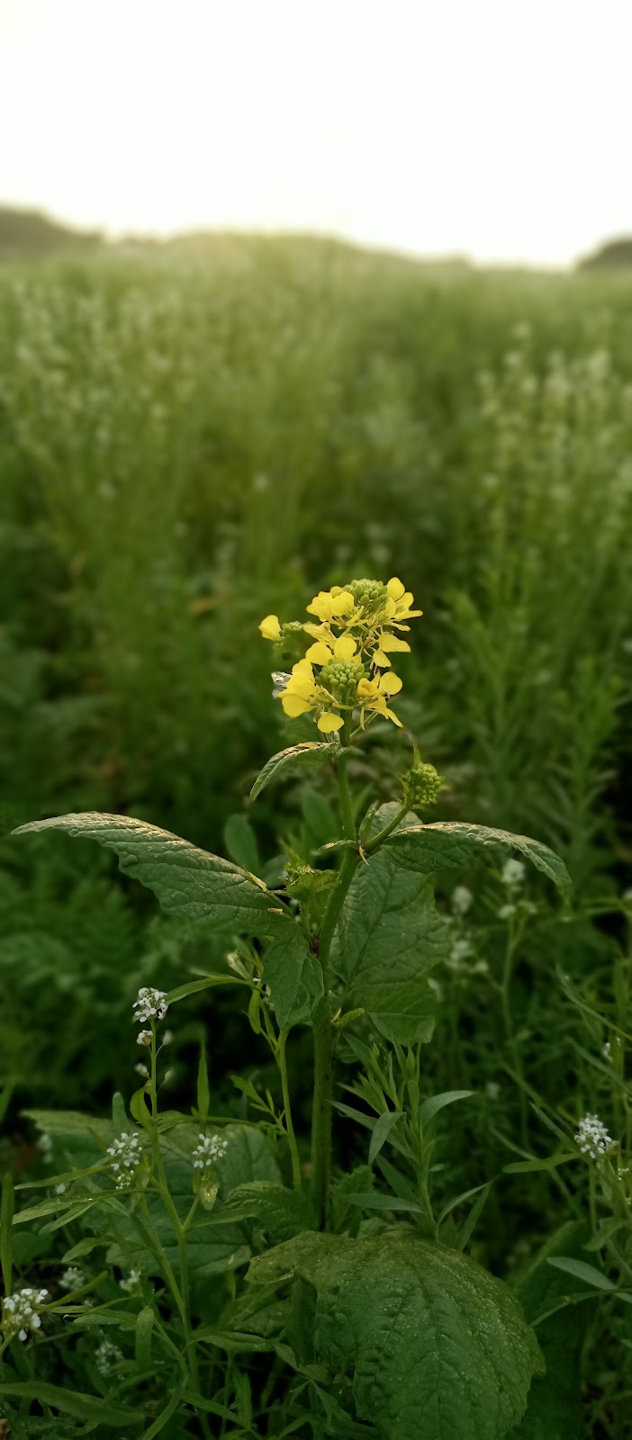 gp_69f943ef25074