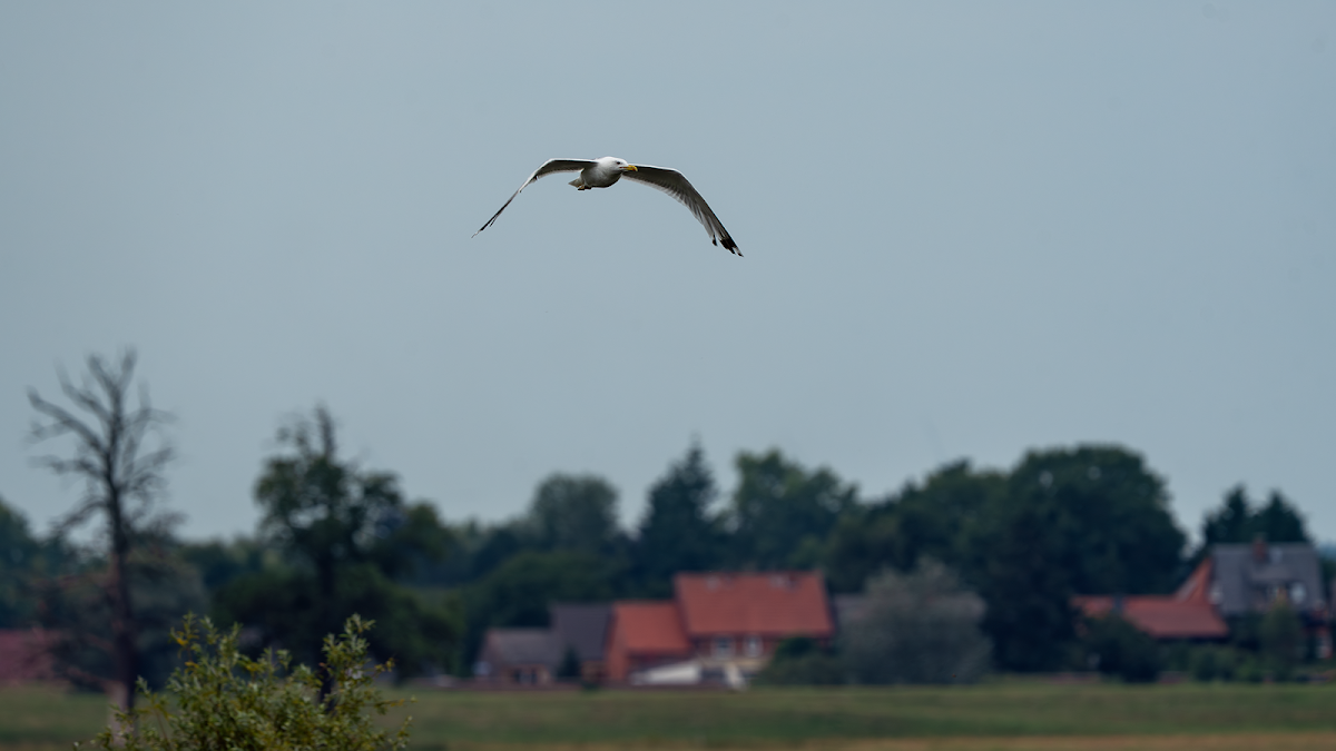 gp_69f9499634287