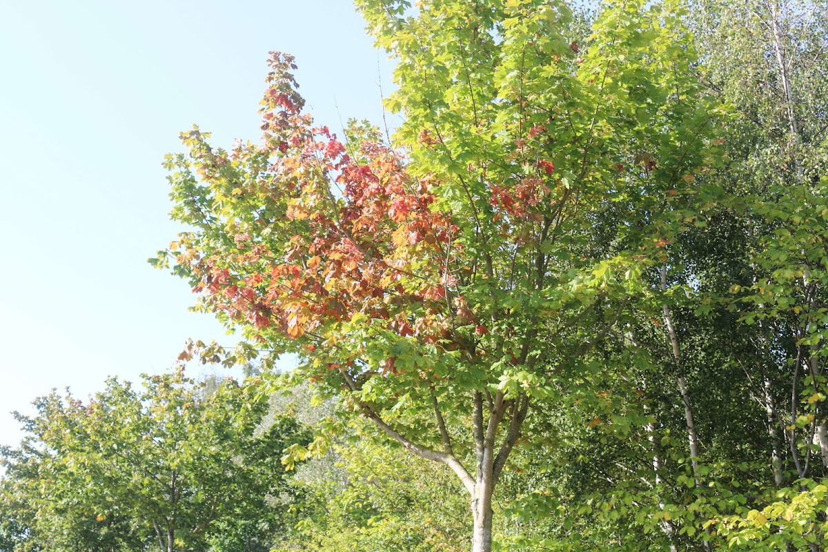 gp_69f95fb3c32e3
